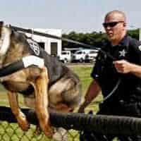 K-9-jumping-featured